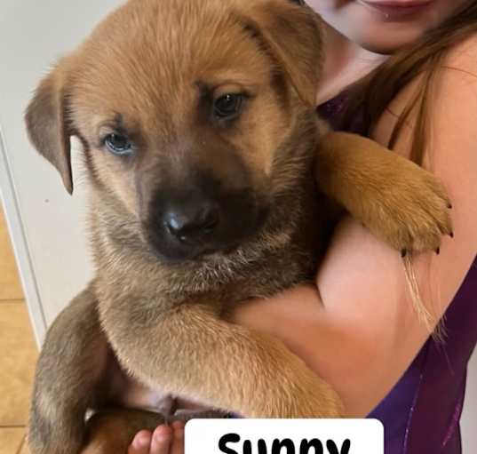 Photo of Sunny