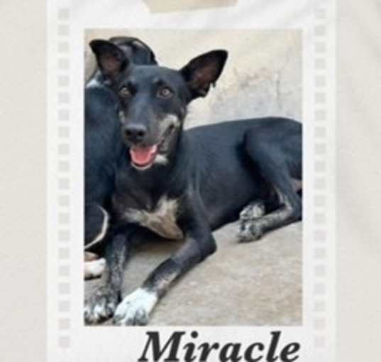 Photo of Miracle