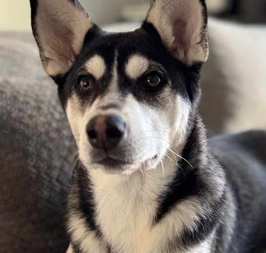 Photo of Bear