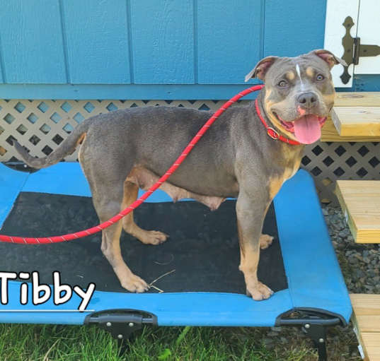 Photo of Tibby Yrly 265