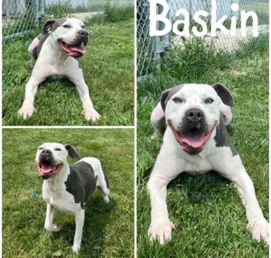 Photo of Baskin