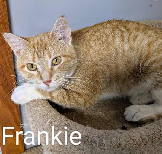 Photo of Frankie