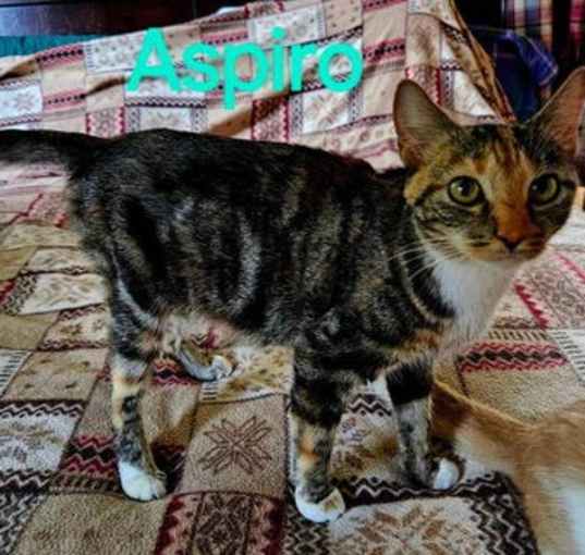 Photo of Aspiro, Mom to Many!: Not at shelter (Kendra)