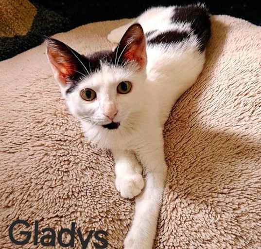 Photo of Gladys: Not At shelter (Kendra)