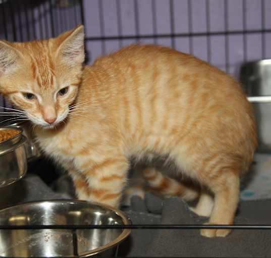 Photo of Simba (Neutered)