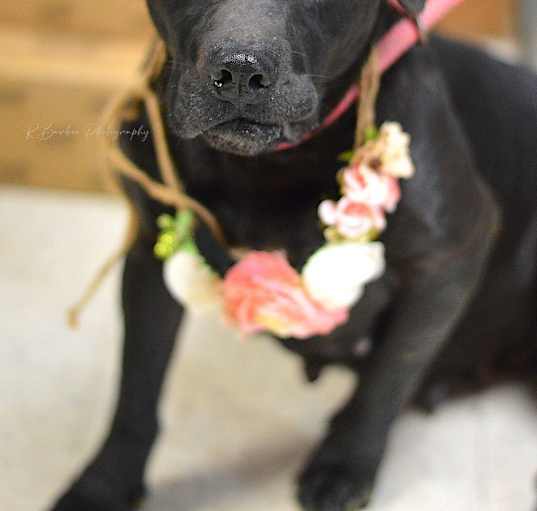 Photo of Neena -  Adoptable