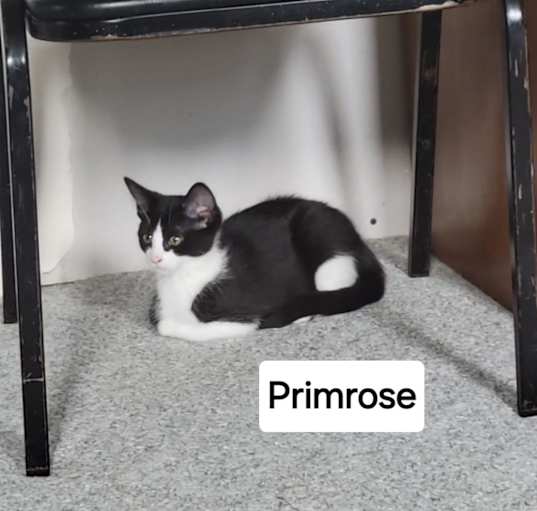 Photo of Primrose