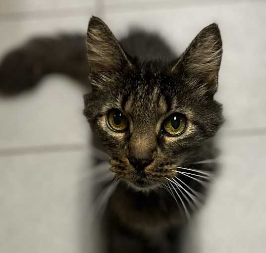 Photo of Whirly