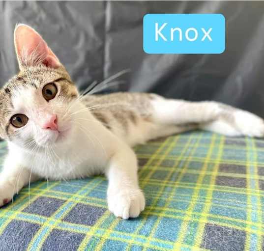 Photo of Knox