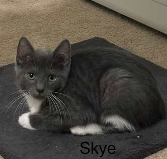 Photo of Skye