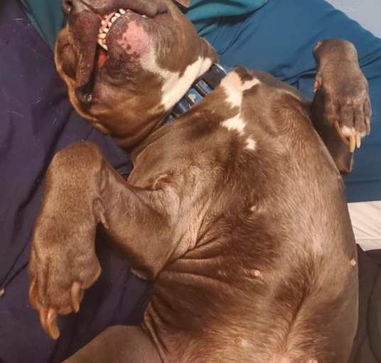 Photo of Moose