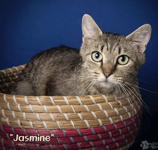 Photo of Jasmine