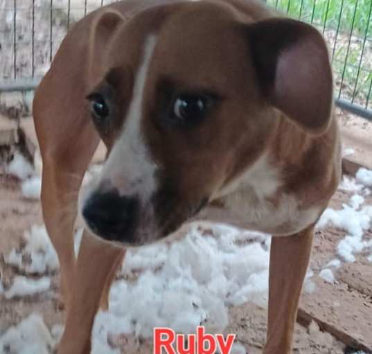 Photo of RUBY   985113008301411