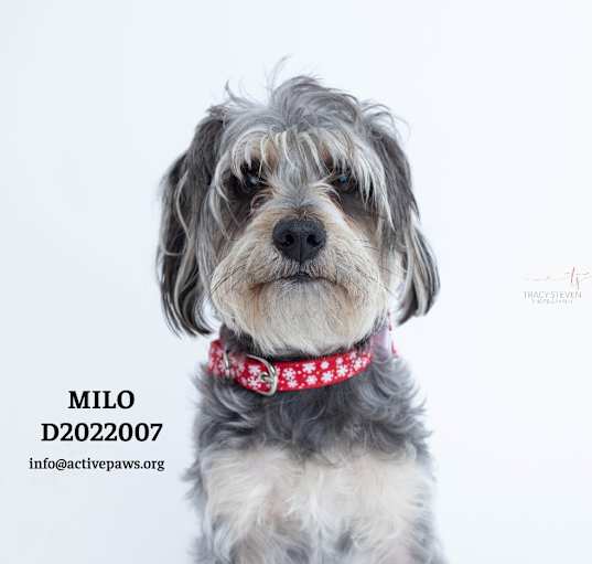 Photo of Milo