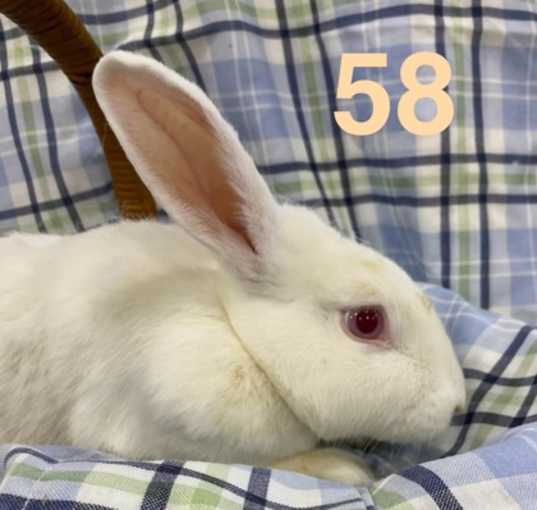 Photo of Rabbit 58