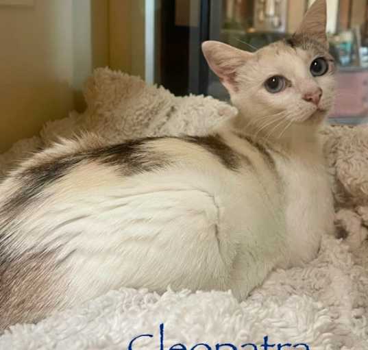 Photo of Cleopatra