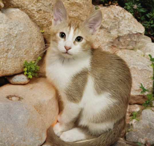 Photo of Coquina