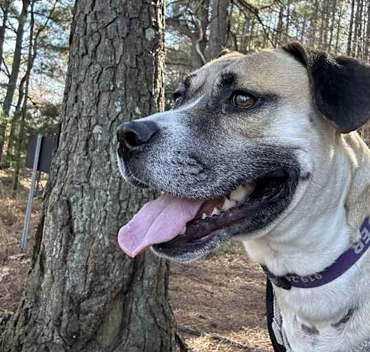 Photo of Goose