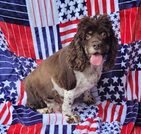 Photo of COCKER FEMALE CHOCOLATE/WHITE