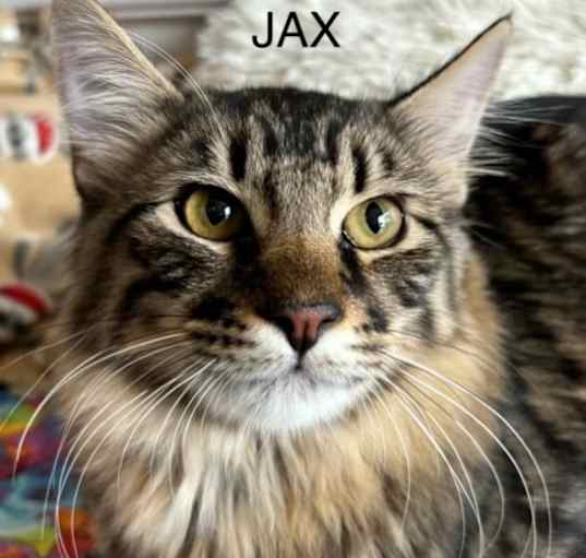 Photo of Jax