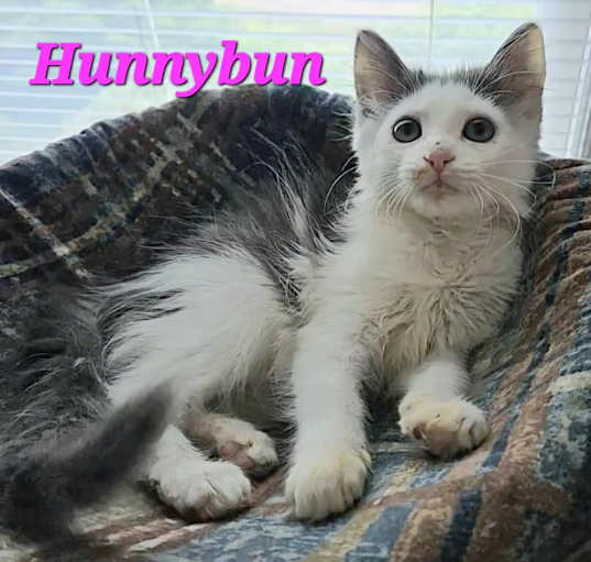 Photo of Hunnybun