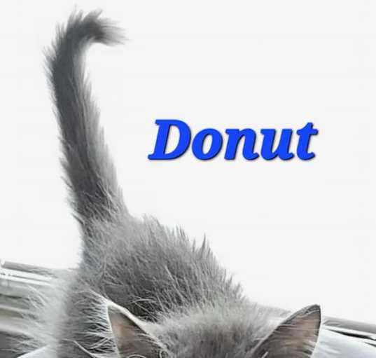 Photo of Donut