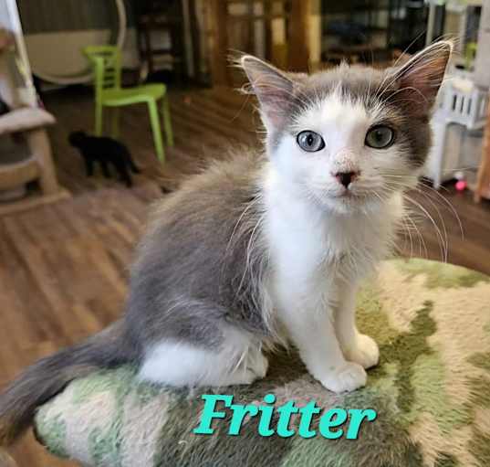 Photo of Fritter