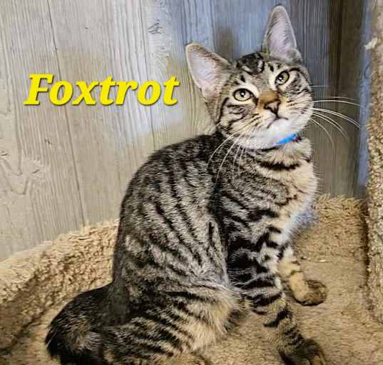 Photo of Foxtrot