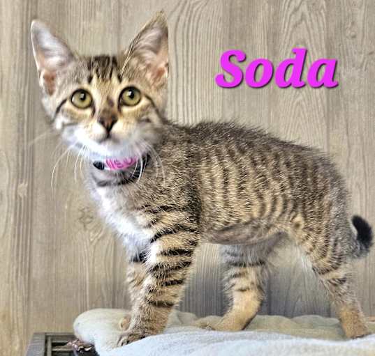 Photo of Soda