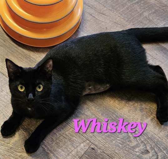 Photo of Whiskey