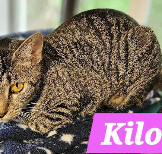 Photo of Kilo