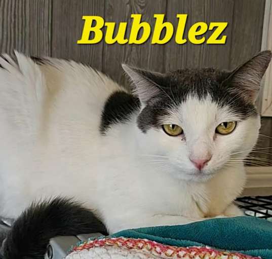 Photo of Bubblez