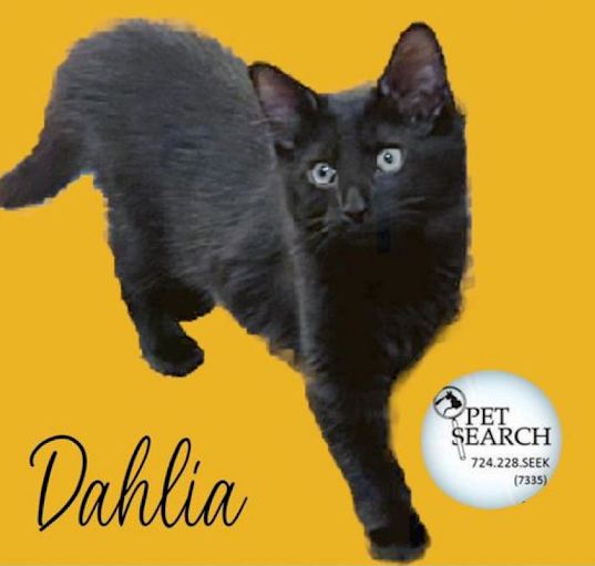 Photo of Dahlia