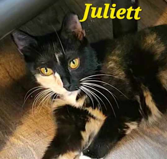 Photo of Juliett