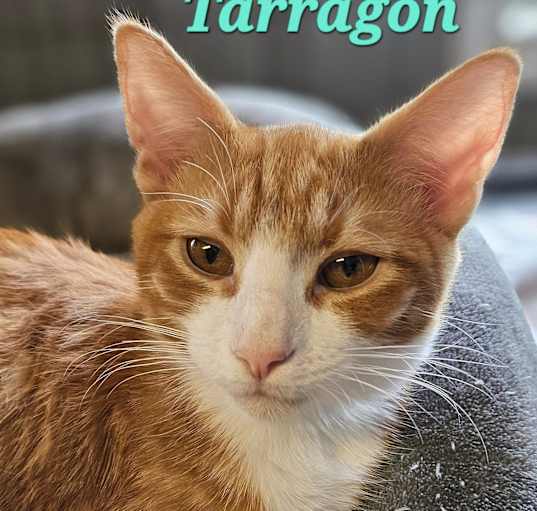 Photo of Tarragon