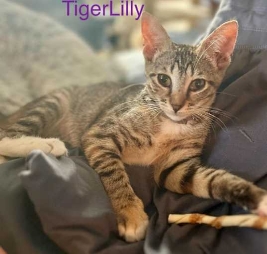 Photo of Tigerlilly