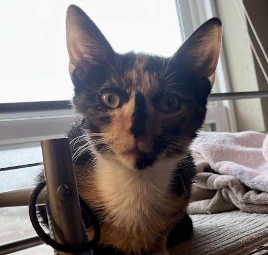 Photo of Jinx
