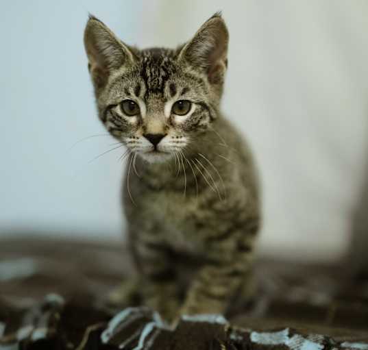 Photo of Azriel