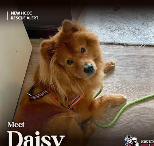 Photo of Daisy