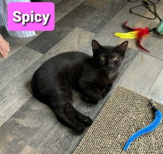 Photo of Spicy