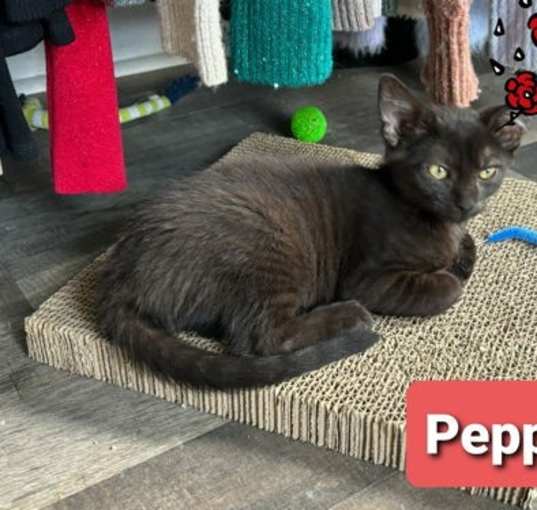 Photo of Pepper