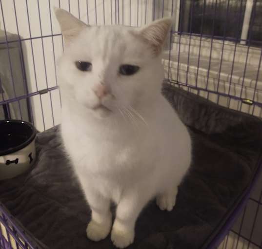 Photo of Daisy