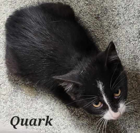 Photo of Quark