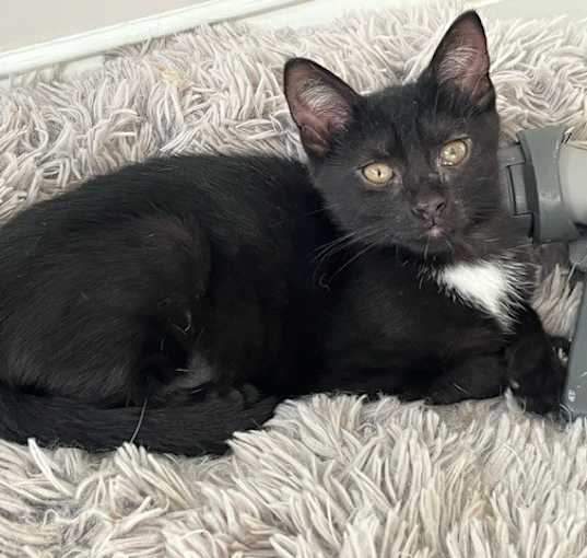 Photo of Brandy