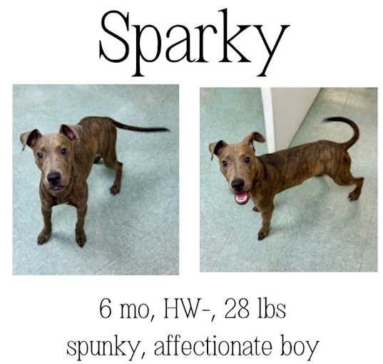 Photo of Sparky