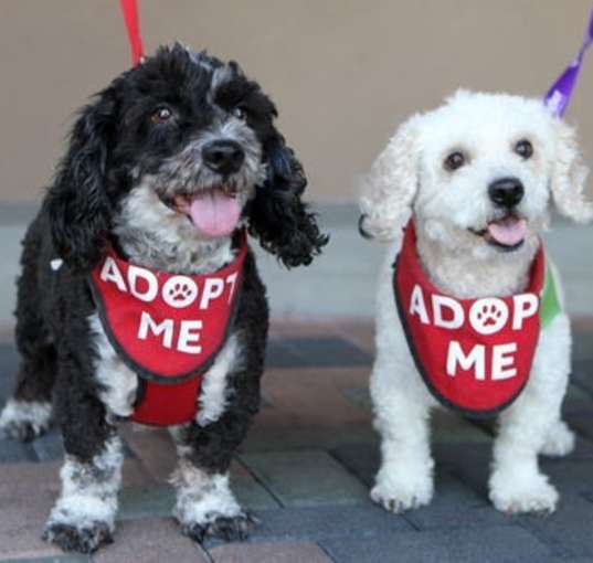 Photo of Jerry & Rita **ADOPTION PENDING*