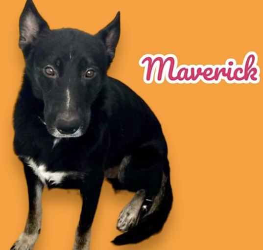 Photo of Maverick