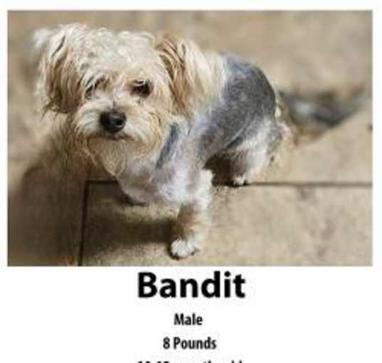 Photo of Bandit