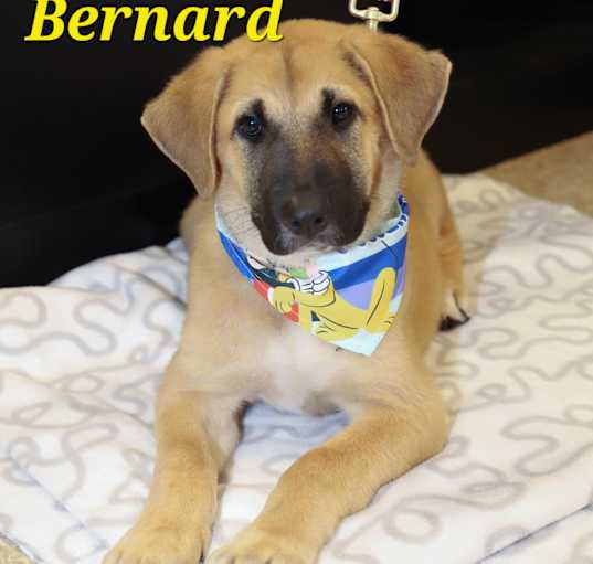 Photo of BERNARD