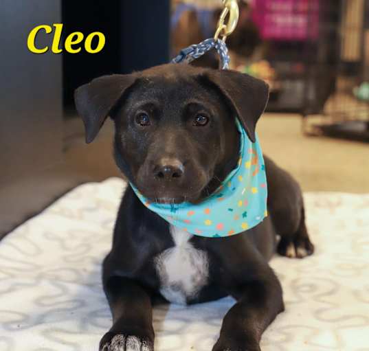 Photo of CLEO